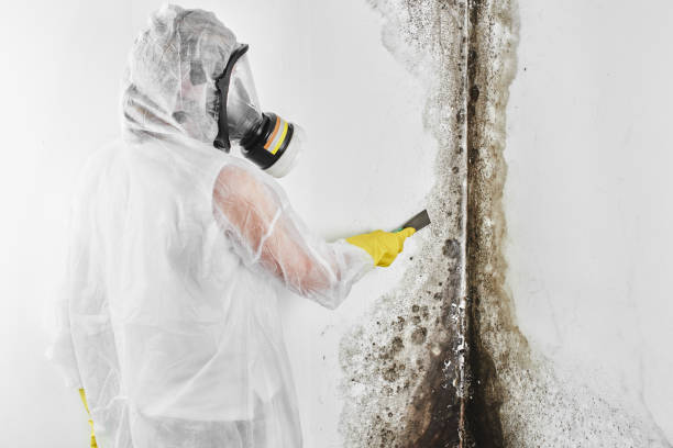 Best Mold Damage Repair  in Torrington, CT