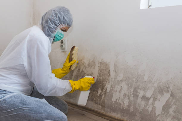 Best Mold Testing  in Torrington, CT