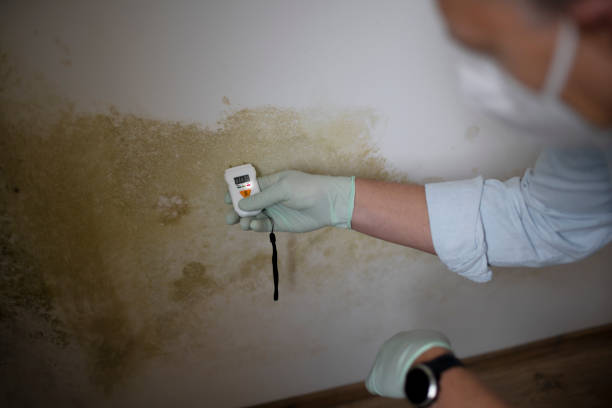 Best Mold Remediation  in Torrington, CT
