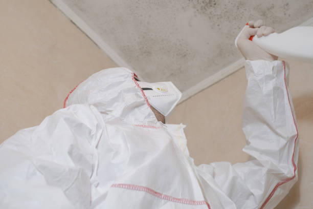 Best Black Mold Removal  in Torrington, CT