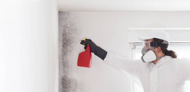 Mold Removal and Inspection in Torrington, CT