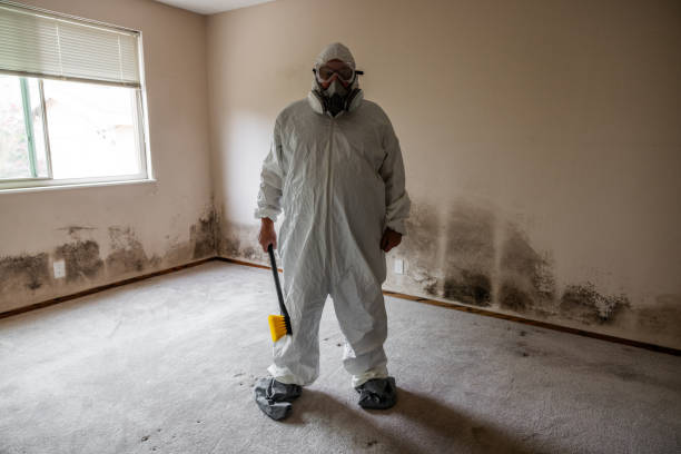 Home Mold Removal in Torrington, CT