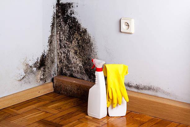 Best Crawl Space Mold Removal  in Torrington, CT