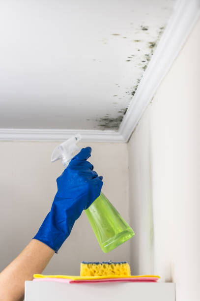 Best Residential Mold Removal  in Torrington, CT